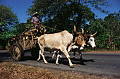 Ox cart with firewood, Granada, Nicaragua, Central America