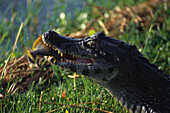 Caiman Crocodilus eating a Piranha, Esteros del Ibera, Corrientes, Argentina, South America