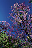 Jacaranda Baum, Bigmoniaceas Blüte, Palisanderholz, Buenos Aires, Argentinien, Südamerika