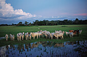 Cattle Herd, Pantanal, Mato Grosso, Brasil, South America