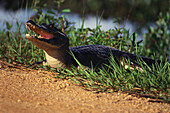 Close up of a Caiman, Pantanal, Mato Grosso, Brasil, South America
