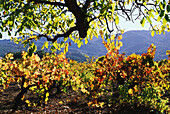Vineyard with vines, Saint Helena, Napa Valley, California, USA