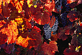 Close up of Vine and Grapes, Calistoga, Napa Valley, California, USA