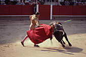 A raging bull attacking the bullfighter's red cape, arena of Granada, Andalusia. Spain