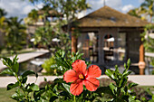 Rote Hibiskusblüte im Mövenpick Resort und Spa Mauritius, Bel Ombre, Savanne District, Mauritius, Indischer Ozean