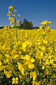 Blühendes Rapsfeld, Drössling, Bayern, Deutschland