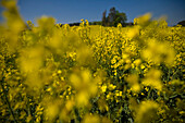 Blühendes Rapsfeld, Drössling, Bayern, Deutschland