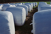 Silage wrapped in plastic