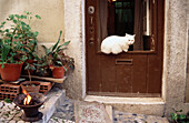 Cat on door, Chiado Alto. Lisbon. Portugal