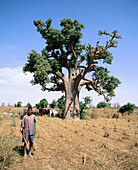 Shepherd and Baobab tree. Senegal.