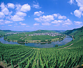 Trittenheim. Mosel valley. Germany