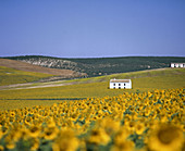 Sunflower fields. Spain