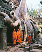 Ta Prohm temple, complex of Angkor Wat. Angkor. Cambodia