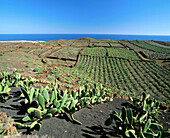 Cactus at Lanzarote, Canary Islands. Spain