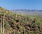 Saguaro National Park, Tucson. Arizona, USA