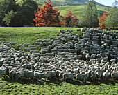 Herd in Otago region. South Island, New Zealand