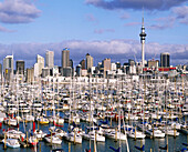 Westhaven marina, Auckland. North Island, New Zealand