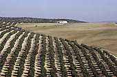 Olive trees field. Jaén province, Andalusia, Spain