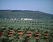 Olive trees. Jaen province. Spain
