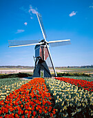 Windmill and Tulip Flowers. Holland
