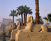 Avenue of the Sphinxes. Luxor temple. Egypt