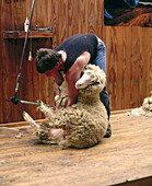Shearing at sheep show. Rotorua, North Island, New Zealand