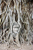 Buddha Head. Ruins of Wat Phra Mahathat. Ayutthaya City. Thailand. January 2007.