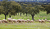 Herd. Extremadura, Spain (April 2007)