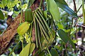 Spices garden. Vanilla plant. Sri Lanka. April 2007.