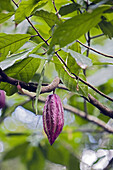 Spices Garden. Cocoa tree. Sri Lanka. April 2007.