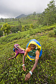 Near Nuwara Eliya City. Picking tea leaves. Sri Lanka. April 2007.