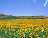 Sunflowers field. Andalucía. Spain