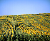 Sunflowers field. Andalucía. Spain