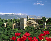 The Alhambra, Sierra Nevada in background. Granada. Andalusia. Spain