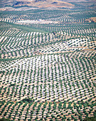 Olive trees fields. Jaen province. Spain
