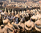 Camels market. Cairo. Egypt