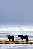 Zwei Pferde auf Landzunge, Island