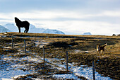 Icelandic horse and dog on meadow, Iceland