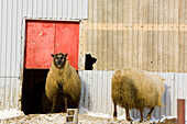 Sheep in front of stable, Iceland