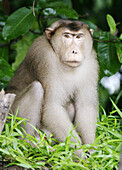Pig-tailed macaque (Macaca nemestrina). Borneo. Malaysia