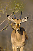 Impala (Aepyceros melampus), with redbilled oxpecker. Kruger National Park. South Africa