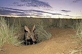 Aardvark (Orycteropus afer), emerging from burrow at dusk. Tuissen de Riviere NR, Free State. South Africa.