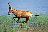 Red Hartebeest (Alcephalus buselaphus), running. Midmar Game Reserve, KwaZulu-Natal. South Africa.