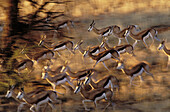 Springbok (Antidorcas marsupialis), running down dune after sighting a cheetah. Kgalagadi Transfrontier Park (formerly Kalahari-Gemsbok National Park). South Africa