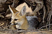 Cape Fox (Vulpes chama). Kgalagadi Transfrontier Park (formerly Kalahari-Gemsbok National Park). South Africa