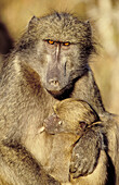 Chacma Baboon (Papio ursinus), mother and baby. Kruger National Park. South Africa