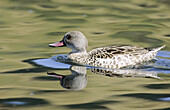 Cape Teal (Anas capensis). Western Cape, South Africa