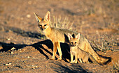 Cape Fox (Vulpes chama), mother and pup. Kgalagadi Transfrontier Park, Kalahari, South Africa