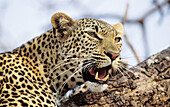 Portrait of Leopard (Panthera pardus). Sabi Sabi Private Game Reserve, Kruger National Park, South Africa