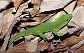 Day Gecko (Phelsuma madagascariensis). Madagascar